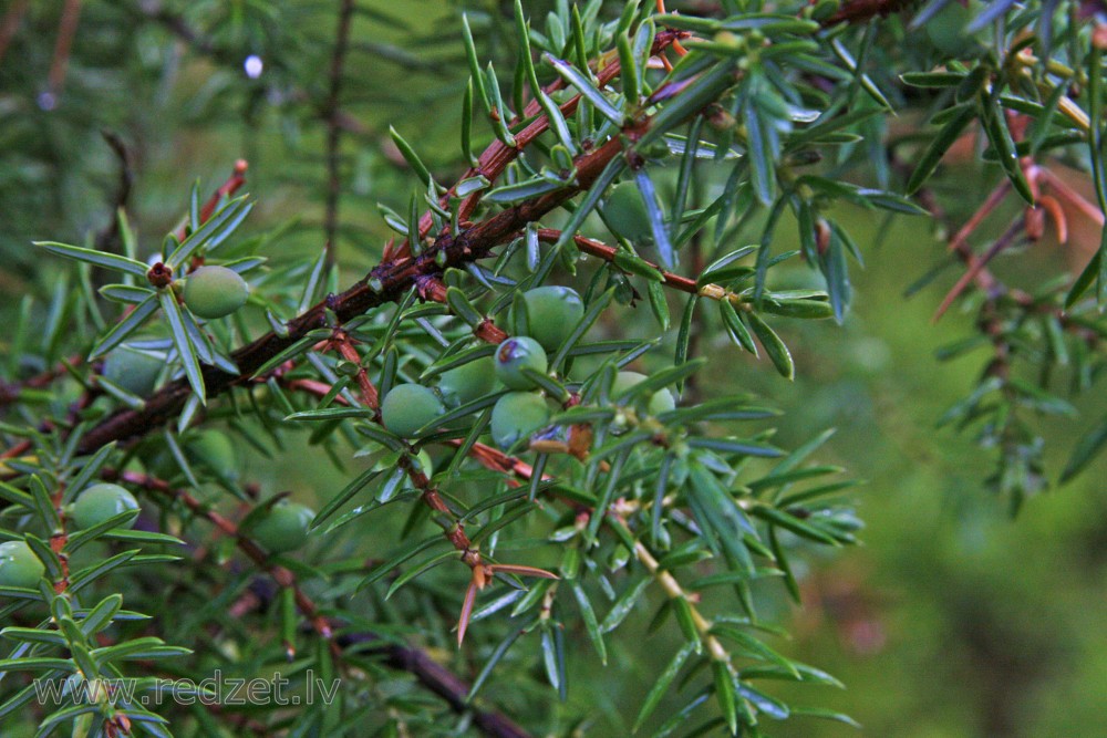 Juniperus communis berry