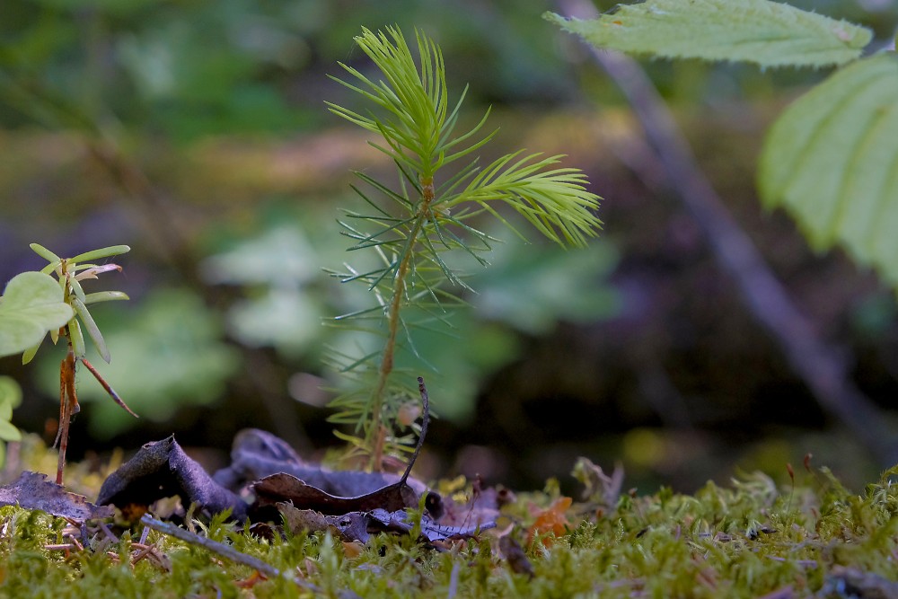 The Young Pine Shoot