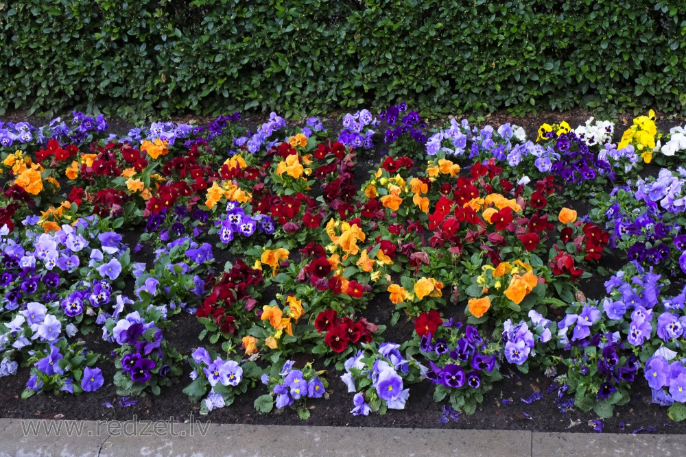 Garden Pansies and Shiny Cotoneasters' Hedge