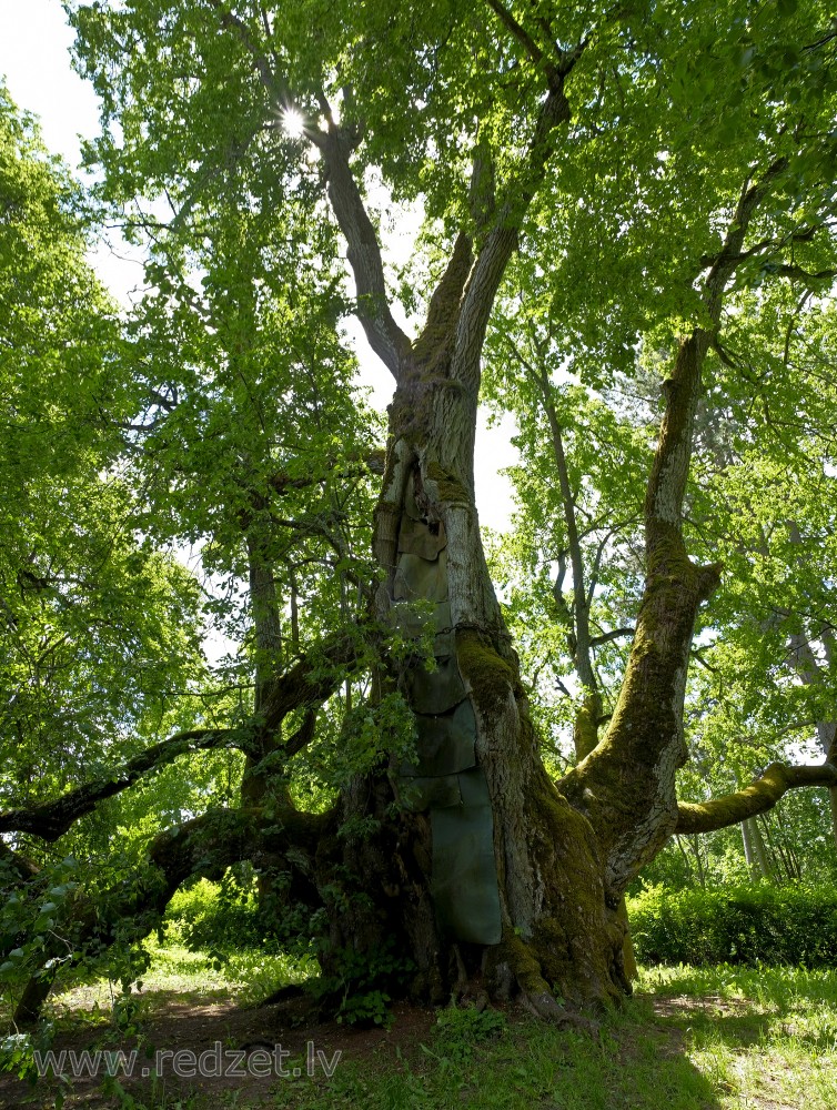 Valdemārpils Idols' Linden (Valdemārpils Elku liepa)