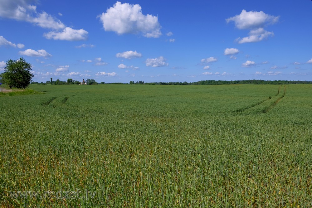 Kviešu lauka ainava vasaras sākumā