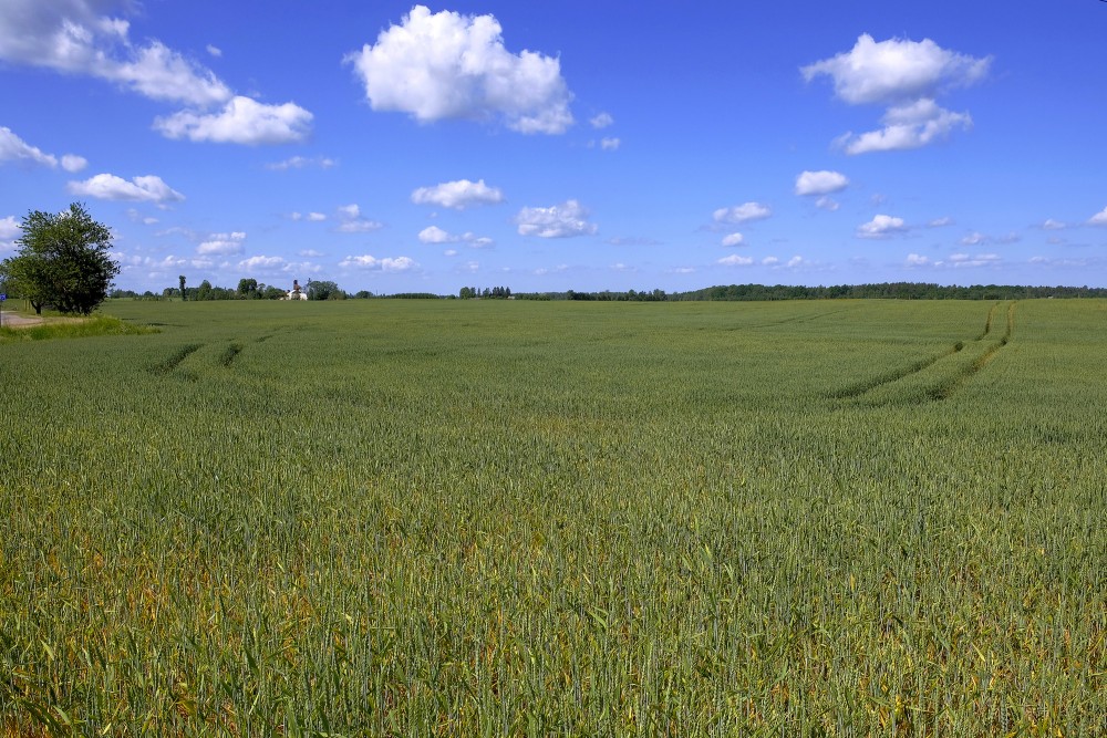 Wheat Field Landscape In Early Summer