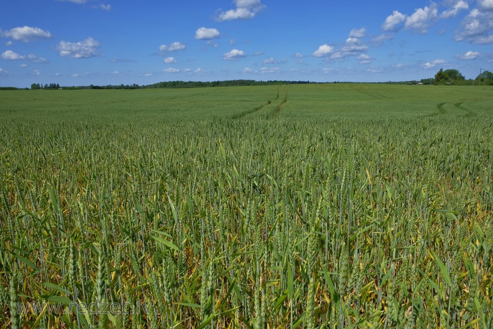 Wheat Field in Early Summer