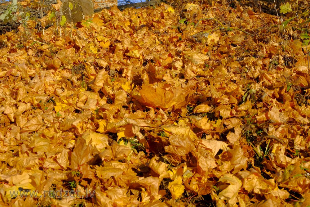 Koka lapas rudenī uz zemes