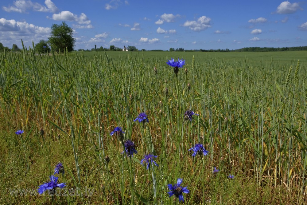 Cornflowers in Wheat Field