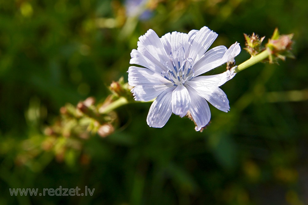 Common chicory