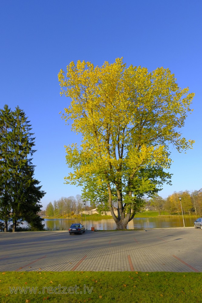 Lime Tree (Tilia cordata) In Autumn