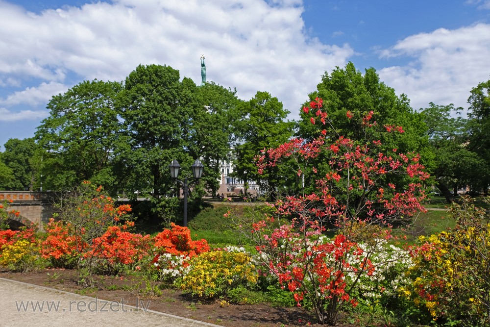 Rhododendrons in Canal greenery, Riga