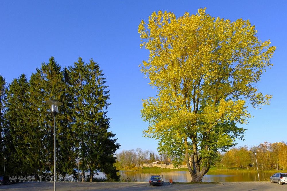 Lime Tree (Tilia cordata) In Autumn