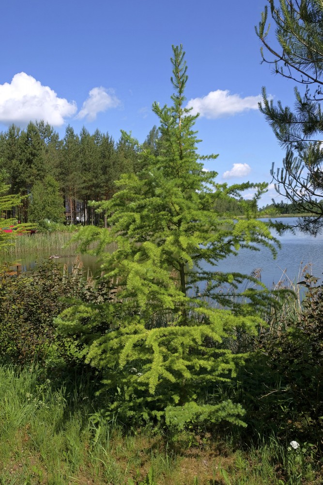 Jauna lapegle (Larix)