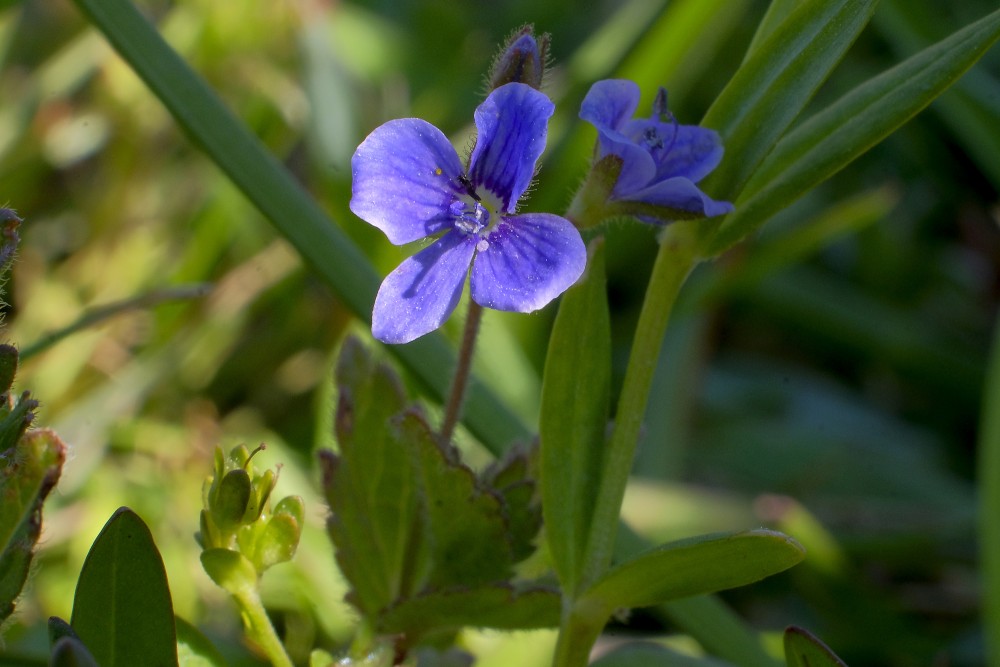 Veronica chamaedrys (Germander speedwell)