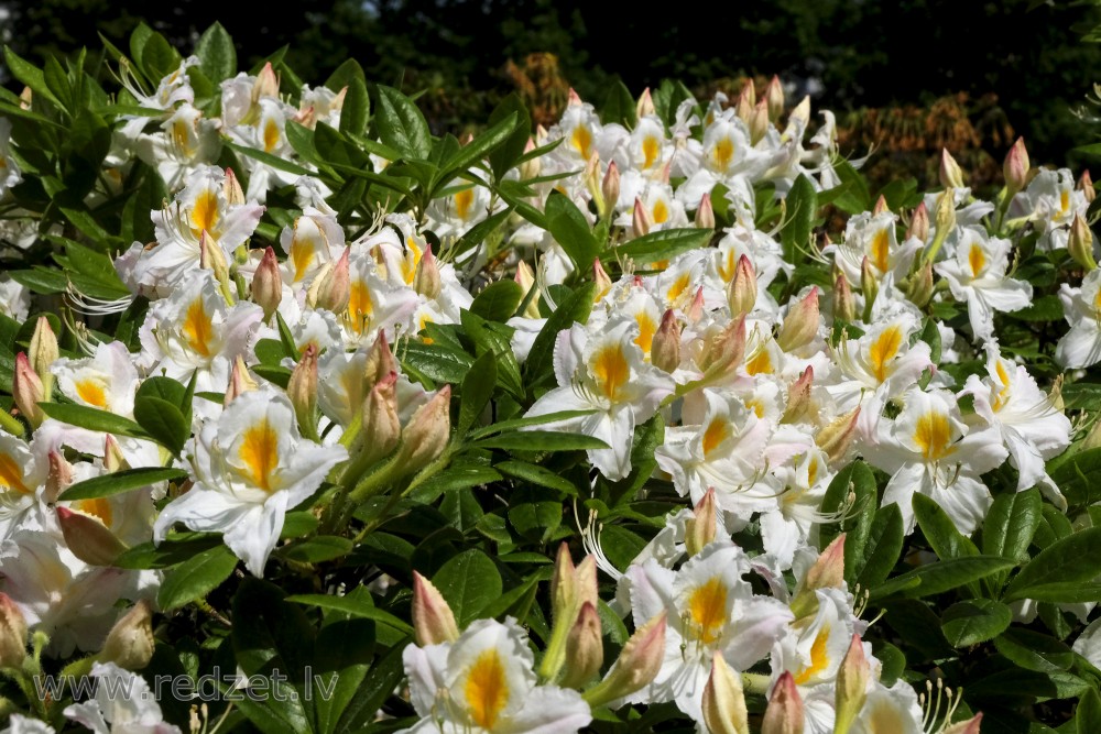 Ziedošs Rietumu rododendrs