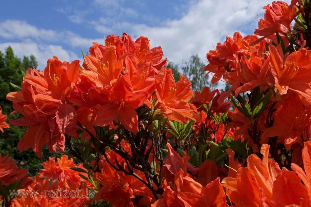 Japānas rododendrs tuvplānā