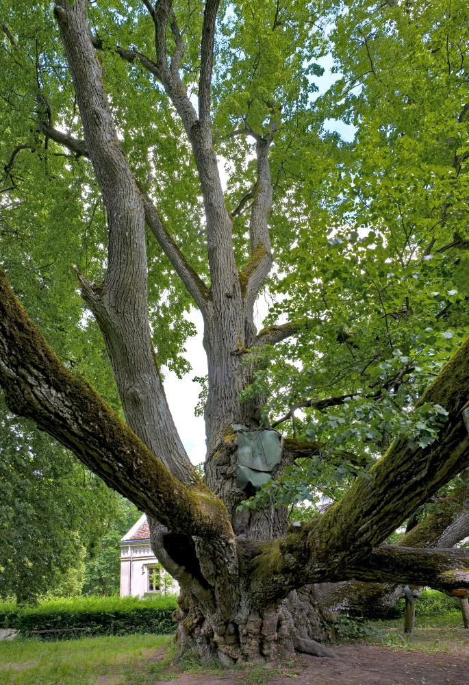 Sasmakas (Valdemārpils) Elku liepa