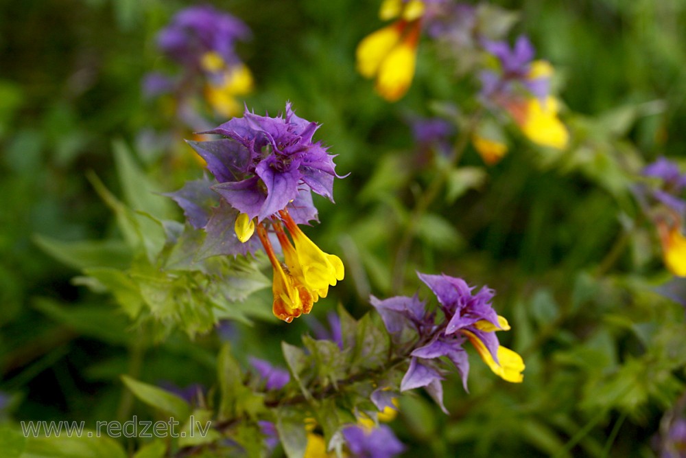 Melampyrum nemorosum