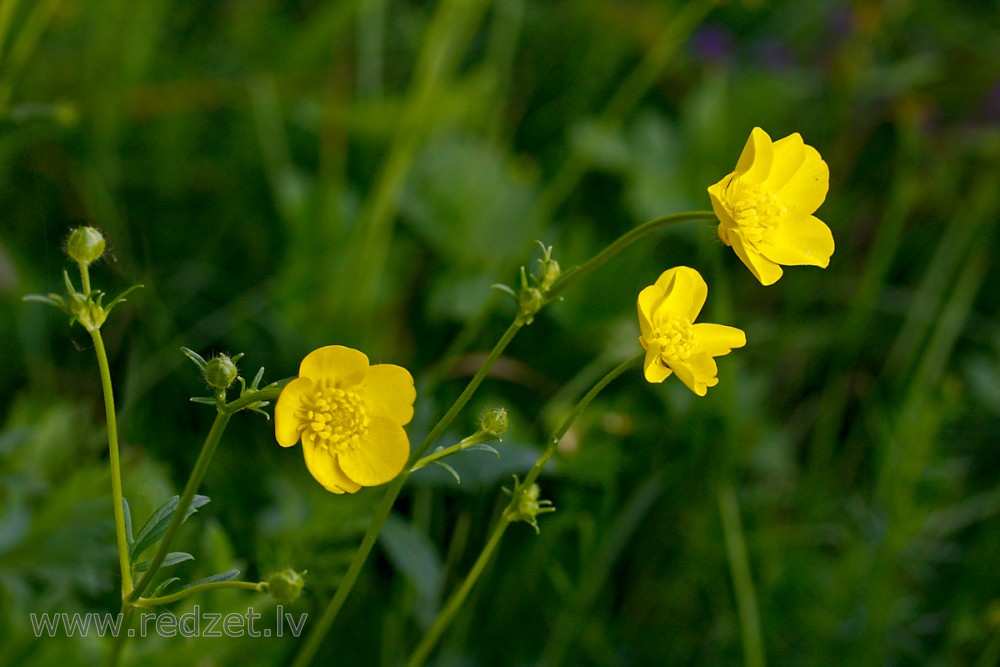 Ranunculus (Buttercups, Spearworts, Water crowfoots)
