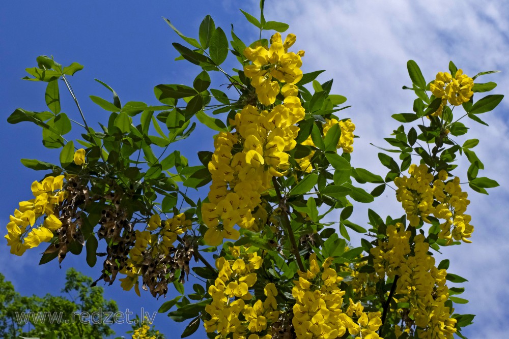 Golden Rain Flowers against Sky