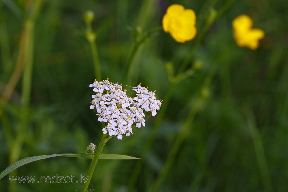 Parastais pelašķis (Achillea millefolium)