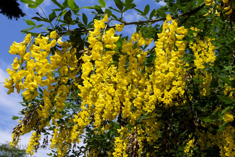 Golden Rain Flowers