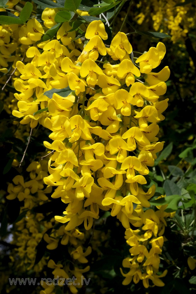 Close-up of Golden Rain Flowers 