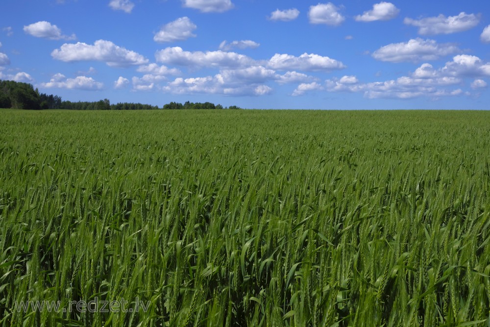 Barley Field