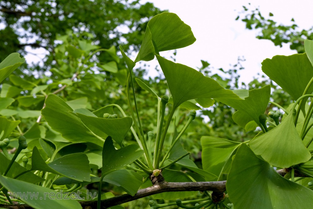 Gingko or Maidenhair Tree