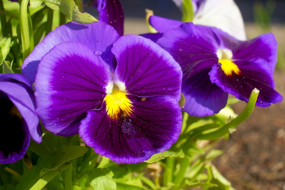 Zilas atraitnītes Zilas atraitnītes