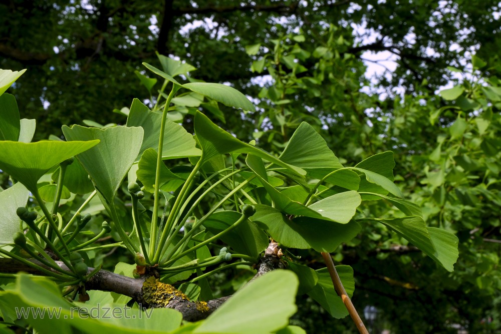 Ginkgo or Maidenhair Tree