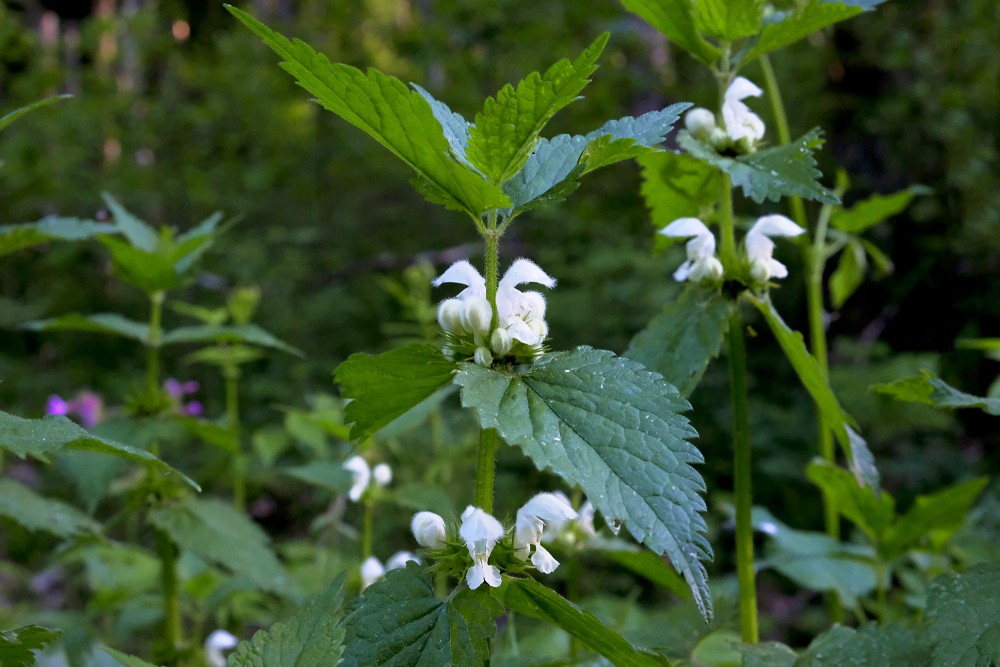 Baltā panātre (Lamium album)