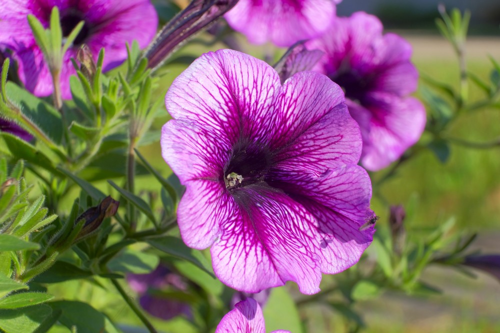 (Petunia) Petunias