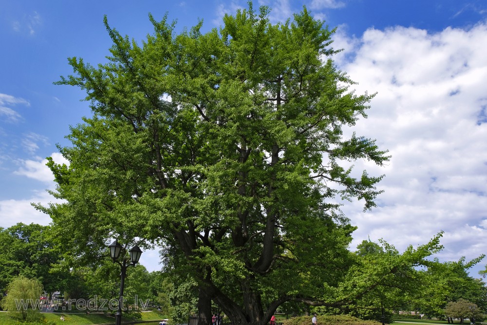 Ginks Rīgas Kanālmalas apstādījumos