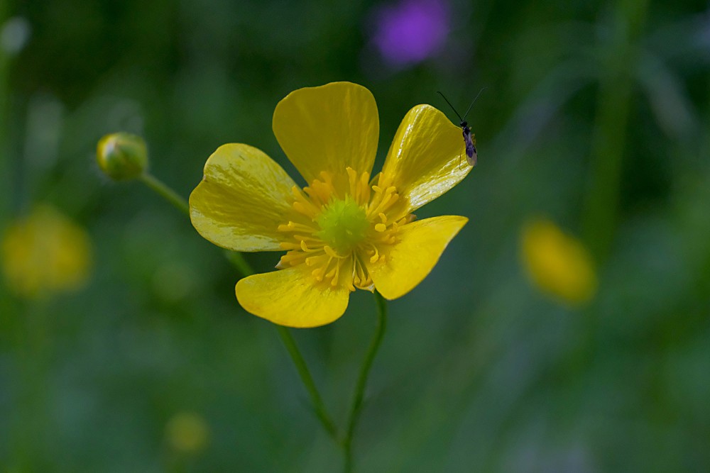 Ranunculus (Buttercups)