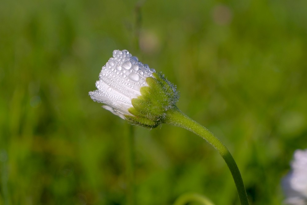 Common Daisy Flower, Dew