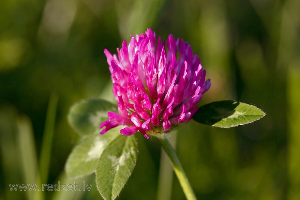 Close up of Red Clover