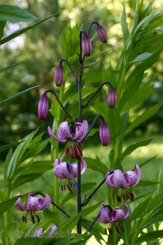 Martagonlilija