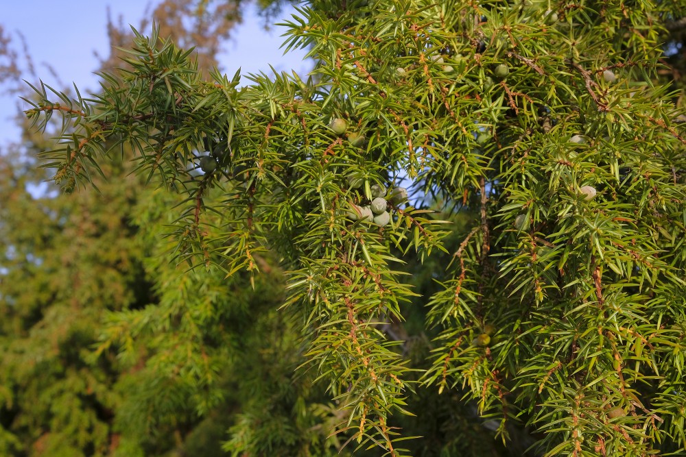 Juniper Berries