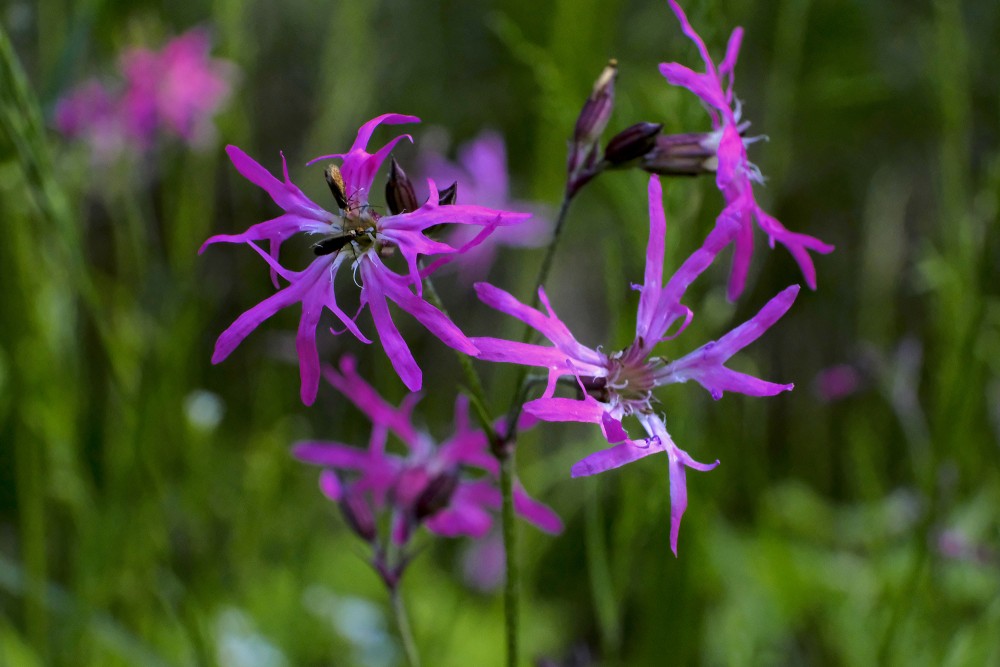 Silene flos-cuculi (Ragged-robin)