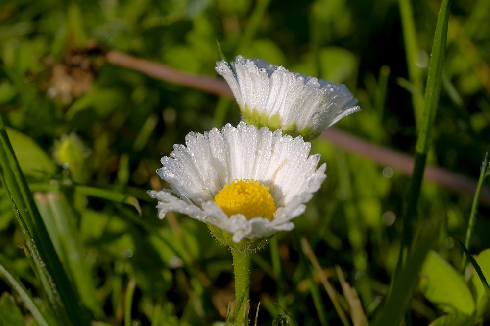 Common Daisy Flower, Dew