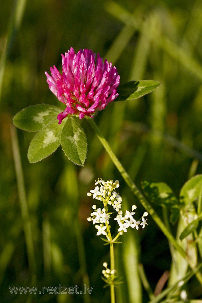 Pļavas āboliņš (sarkanais āboliņš)