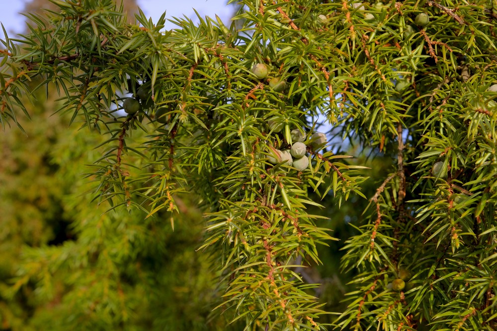 Juniper Berries