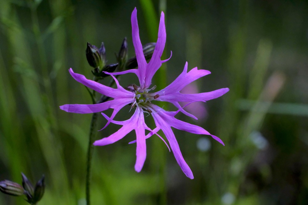 Silene flos-cuculi (Ragged-robin)