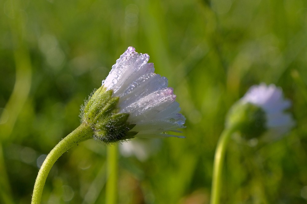 Common Daisy Flower, Dew