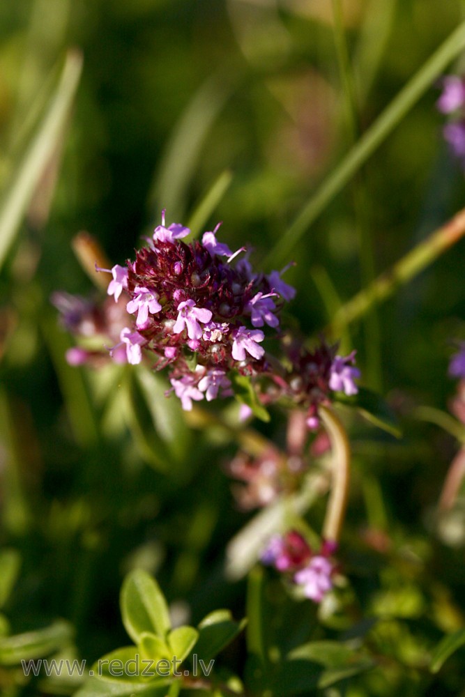 Breckland wild thyme