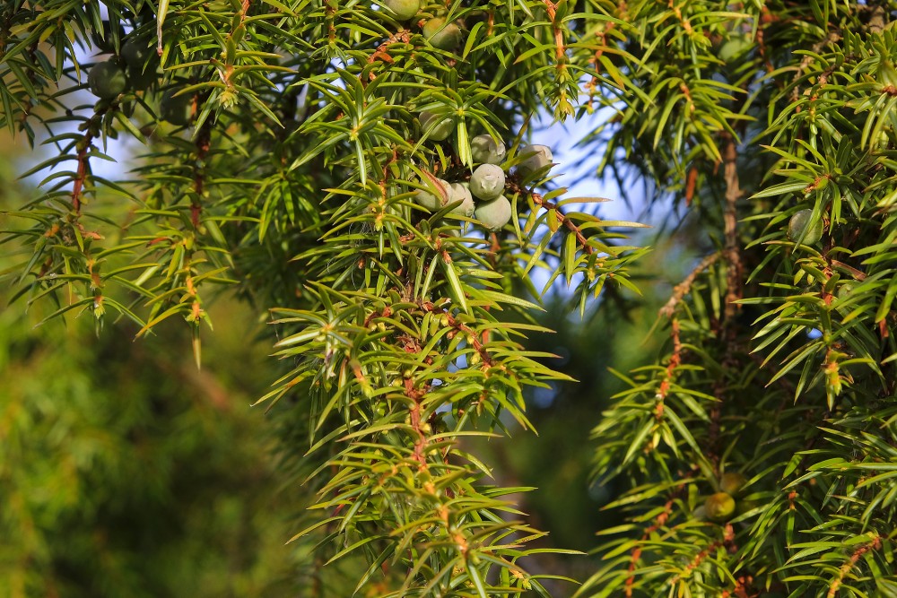 Juniper Berries, Close-up of Juniper