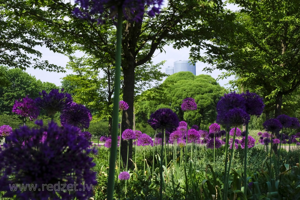 Dekoratīvie sīpoli Uzvaras parkā