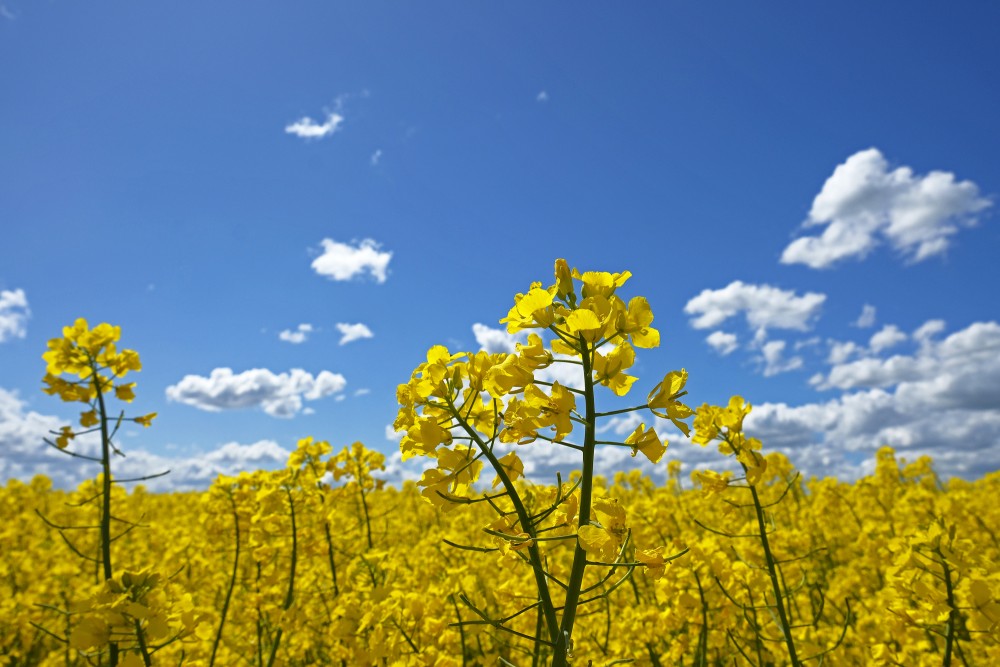 Brassica napus