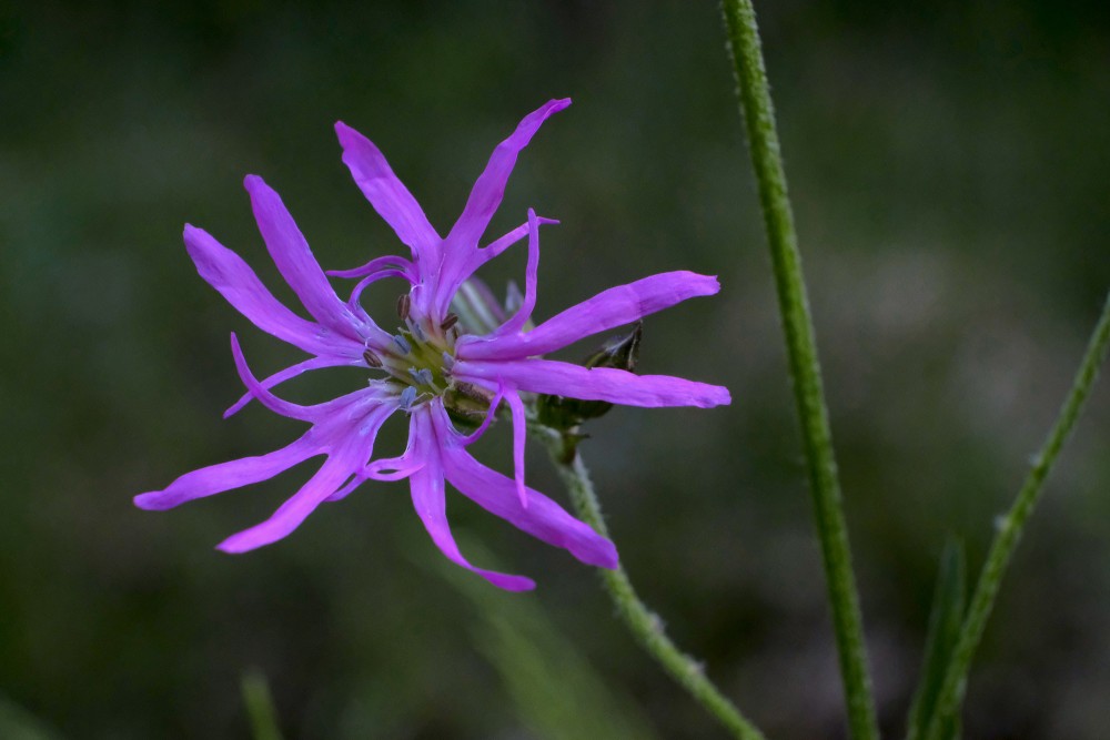 Silene flos-cuculi (syn. Lychnis flos-cuculi)
