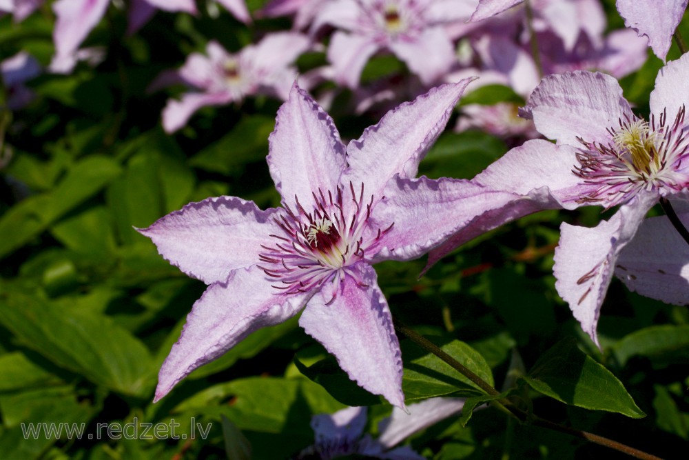 Clematis Flowers