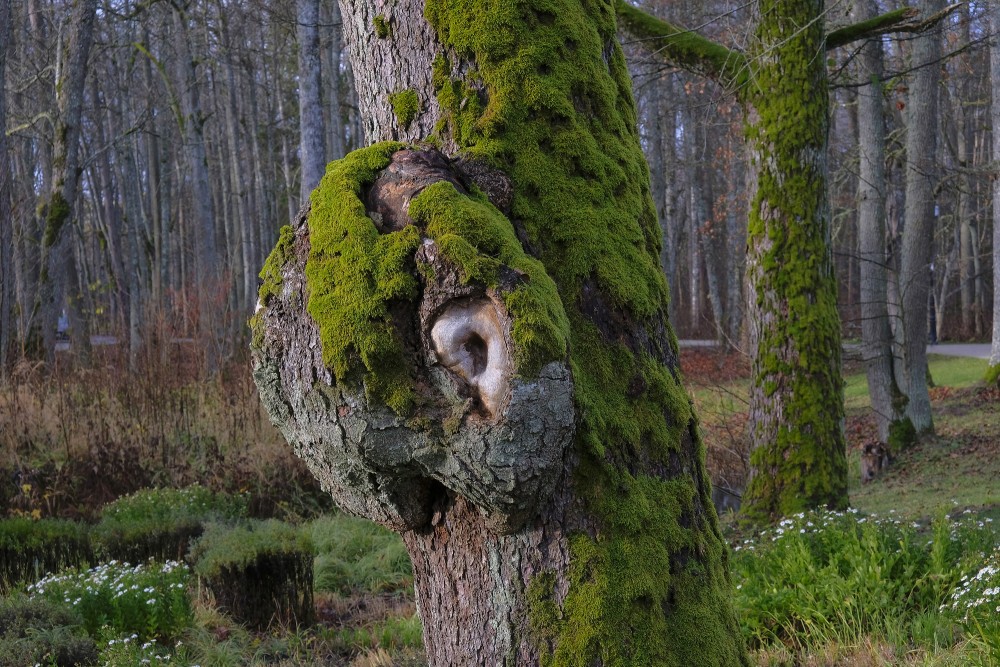Burl or Bur