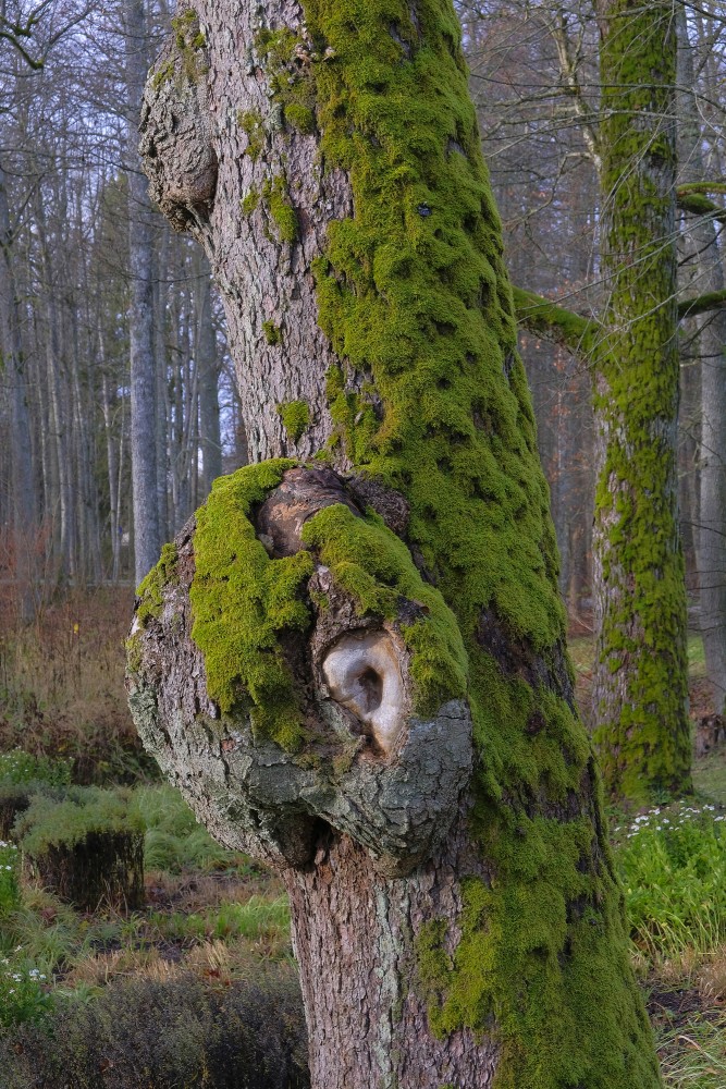 Māzers uz koka stumbra, sūnas